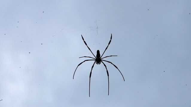 Silhouette of a large long legged spider hanging on an orb web against a pale blue sky with copy space for wildlife, fear, and arachnophobia concepts.
