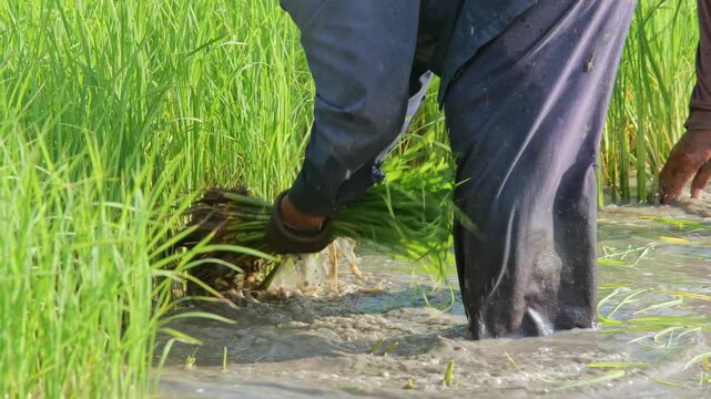 Farmer Planting Rice Shoots: A farmer's hands carefully plant rice seedlings in a flooded paddy field, surrounded by vibrant green stalks, embodying the essence of agriculture and sustenance.