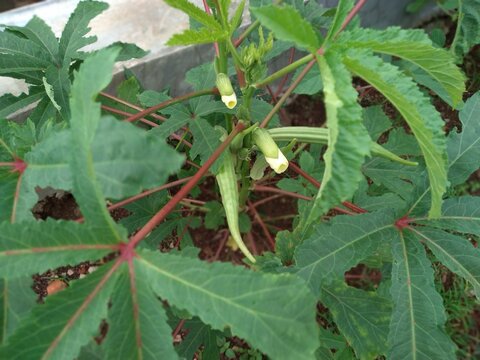 View of Giant Okra plants thriving in the fields. Also called Bendi, Okra or Abelmoschus esculentus, Lady's fingers. Vegetable plants. Natural background
