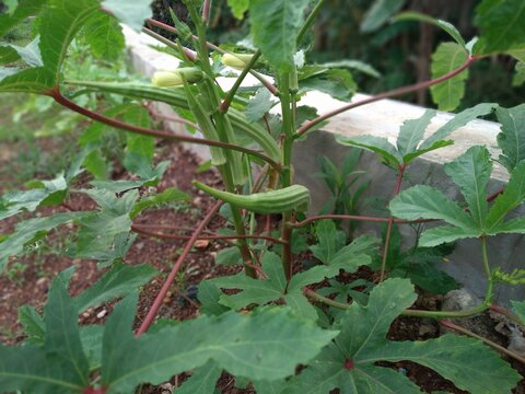 Close up of Giant Okra plants thriving in the fields. Also called Bendi, Okra or Abelmoschus esculentus, Lady's fingers. Vegetable plants. Natural background