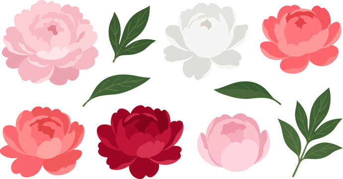 Set of blooming peony flowers and leaves vector illustration isolated on transparent background beautiful pink white and red peonies.