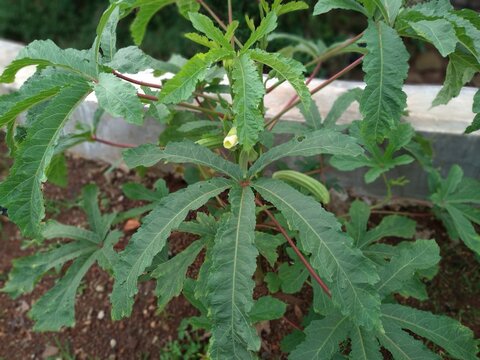 Giant Okra plants thrive in the fields. Also called Bendi, Okra or Abelmoschus esculentus, Lady's fingers. Vegetable plants. Natural background