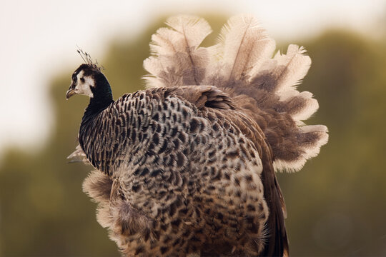 Side profile view of a female Indian peafowl or peahen (Pavo cristatus) displaying fanned out tail feathers. Detailed telephoto portrait showing unique feather patterns, crest, and soft blurred green 