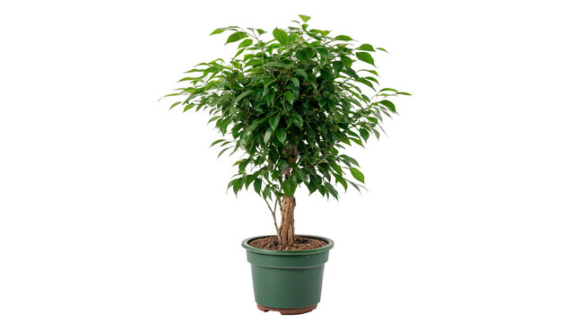 Green potted ficus home plant in white flowerpot isolated on transparent background