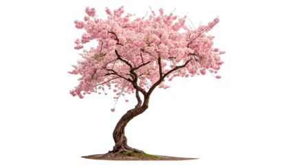 Fotobehang Bloesem Elegant blooming pink cherry blossom tree isolated on transparent background  © Hanna