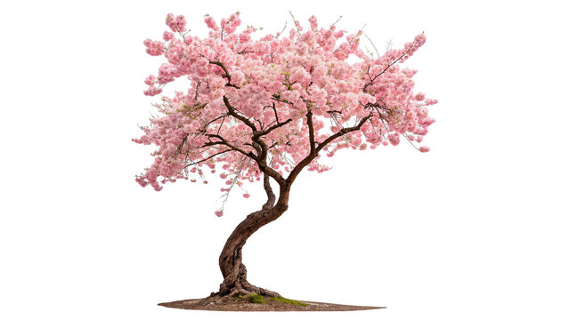 Elegant blooming pink cherry blossom tree isolated on transparent background