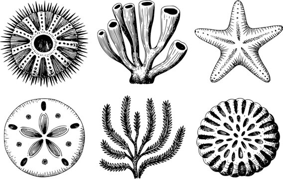 Colecci&oacute;n dibujada a mano de diversa vida marina que incluye erizo de mar, estrella de mar, coral y d&oacute;lar de arena