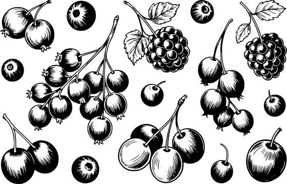 Dibujo a mano de varias bayas que incluyen grosellas, moras y cerezas en estilo blanco y negro