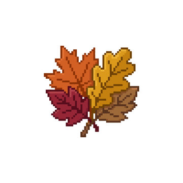 Small cluster of colorful autumn maple and oak leaves