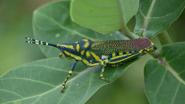 Poekilocerus pictus. Its common name is painted grasshopper,&nbsp;aak grasshopper&nbsp;and&nbsp;ak grasshopper. It is a fairly large and brightly coloured species of&nbsp;grasshopper. This is toxic.