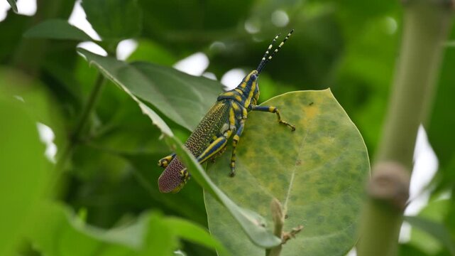 Poekilocerus pictus. Its common name is painted grasshopper,&nbsp;aak grasshopper&nbsp;and&nbsp;ak grasshopper. It is a fairly large and brightly coloured species of&nbsp;grasshopper. This is toxic.