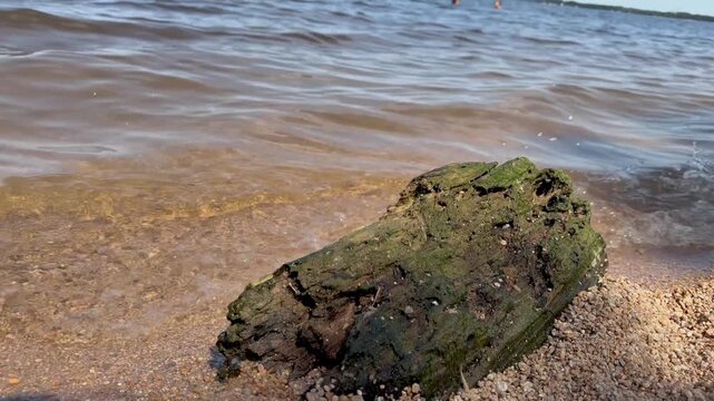 Weathered driftwood covered with green moss resting on the sandy shore of Burabay Lake in Kazakhstan. Natural lakeside landscape with gentle waves, freshwater, organic textures 