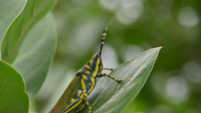 Poekilocerus pictus. Its common name is painted grasshopper,&nbsp;aak grasshopper&nbsp;and&nbsp;ak grasshopper. It is a fairly large and brightly coloured species of&nbsp;grasshopper. This is toxic.