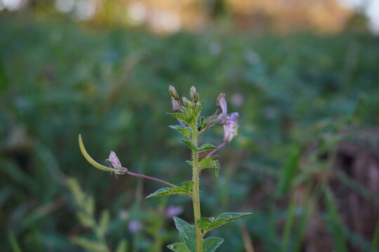 Maman lanang weed plant (Cleome rutidosperma)