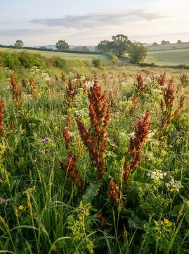 Wild Meadow Landscape with Rumex Plants and Countryside at Golden Sunrise