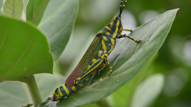 Poekilocerus pictus. Its common name is painted grasshopper,&nbsp;aak grasshopper&nbsp;and&nbsp;ak grasshopper. It is a fairly large and brightly coloured species of&nbsp;grasshopper. This is toxic.