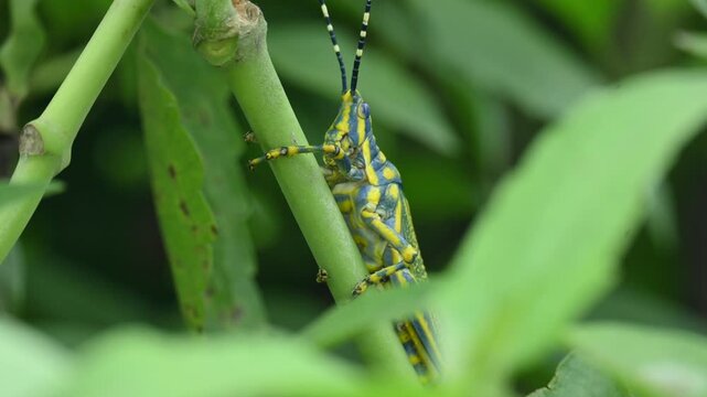 Poekilocerus pictus. Its common name is painted grasshopper,&nbsp;aak grasshopper&nbsp;and&nbsp;ak grasshopper. It is a fairly large and brightly coloured species of&nbsp;grasshopper. This is toxic.