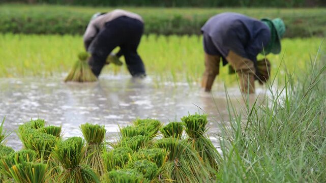 Rice Planting in Monsoon Season: Two farmers diligently plant rice seedlings in a flooded paddy field, surrounded by lush green vegetation.