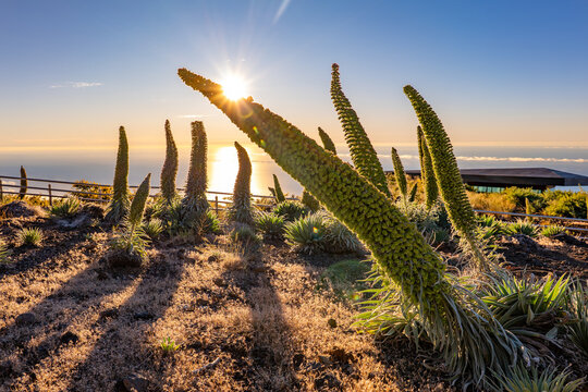 Tajinaste Flowers, La Palma, Canary Islands, Spain