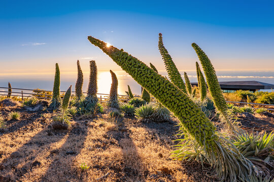 Tajinaste Flowers, La Palma, Canary Islands, Spain