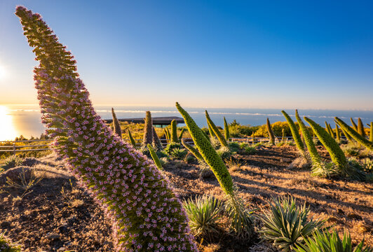 Tajinaste Flowers, La Palma, Canary Islands, Spain