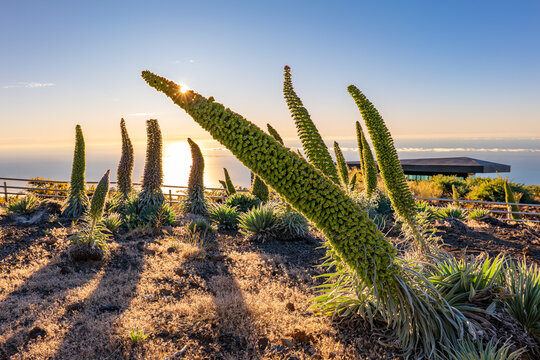 Tajinaste Flowers, La Palma, Canary Islands, Spain