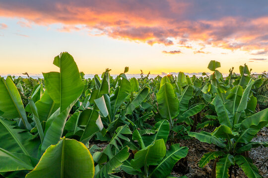 Banana Plants, La Palma, Canary Islands, Spain