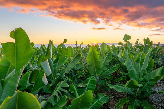 Banana Plants, La Palma, Canary Islands, Spain