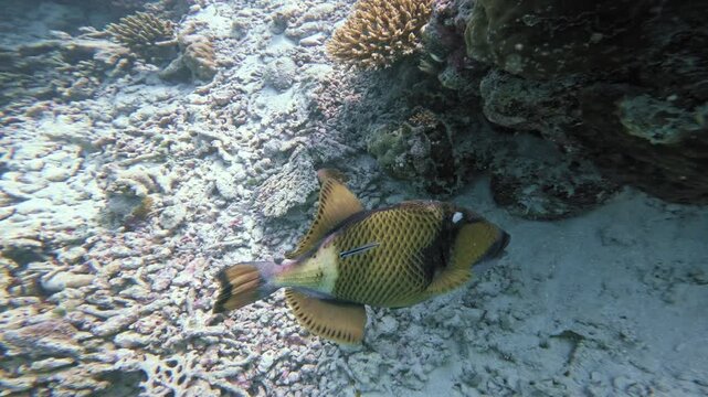 Underwater close up of a titan triggerfish swimming beside coral and sandy seabed in a tropical Maldives lagoon, with sunlight filtering through clear blue water.