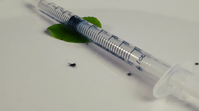 Tiny black legged tick, a potential carrier of Lyme disease, crawling on a sterile white surface next to a medical syringe and a small green leaf, illustrating a public health concept