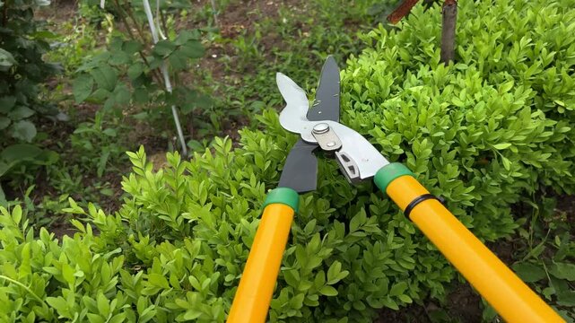 POV Trimming Boxwood Hedge with Garden Shears