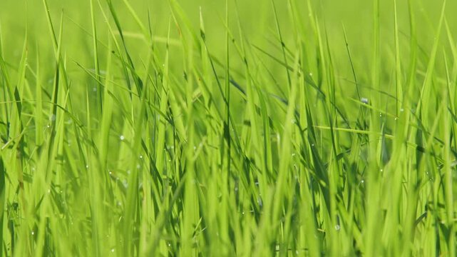 Vibrant Green Rice Paddy Field: A close-up view of a lush, verdant rice paddy field, showcasing the dense growth and fresh green stalks stretching towards the horizon.