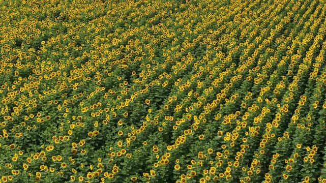 An expansive aerial perspective shows thousands of sunflowers growing in precise geometric rows across a vast, sunny agricultural farm.