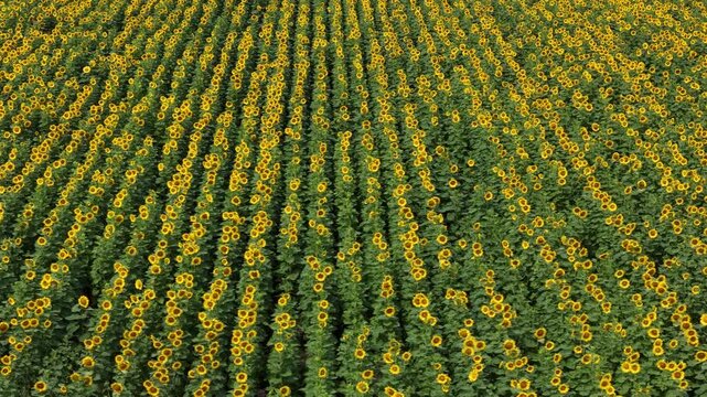 An aerial perspective shows vast rows of yellow sunflowers growing in a perfectly symmetrical pattern across a fertile farm.
