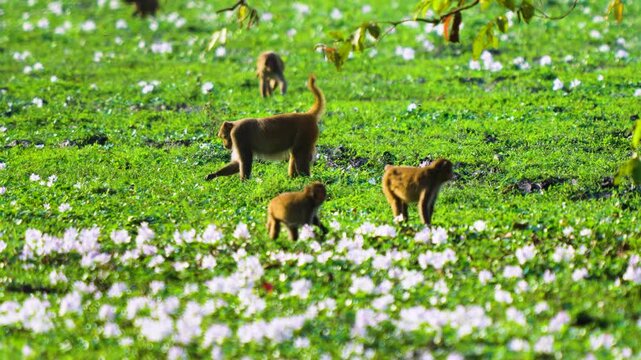 A group of authentic rhesus macaque monkeys foraging in a lush green meadow filled with white wildflowers in India. Cinematic natural light captures wildlife in their sustainable habitat.