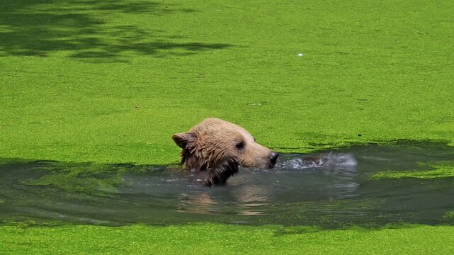 Bathing European brown bear (Ursus arctos) cooling down / chilling and playing with stick in water of pond on a hot day in summer