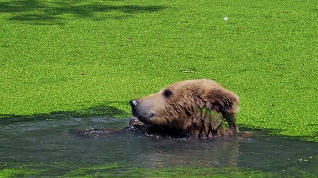 Bathing European brown bear (Ursus arctos) cooling down / chilling while playing with stick and scratching head in water of pond on a hot day in summer