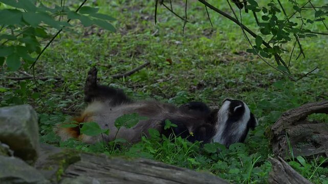 European badger (Meles meles) resting female getting up, scratching fur and walking away in grassland at edge of forest in spring / summer