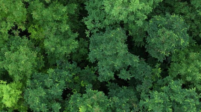 A dense forest canopy displays lush, vibrant green foliage from an aerial view. This natural texture provides an ideal background for environmental themes.