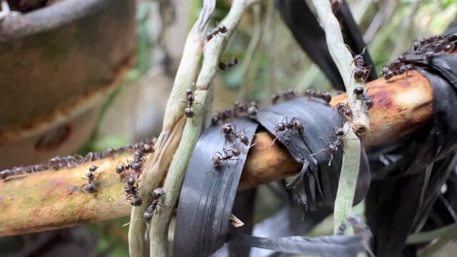 Large Swarm of Black Ants on Plant Roots and Tape, Macro view of a dense colony of black ants crawling aggressively over plant stems, pale aerial roots, and black plastic tape tied around a branch.