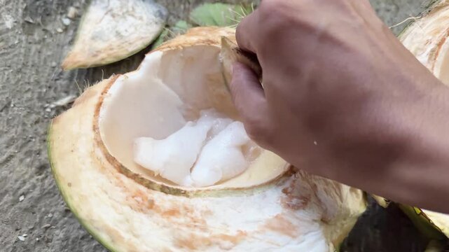 Scooping Soft White Flesh from a Young Green Coconut, A close-up shot of a hand using a piece of coconut husk to scoop out the tender, translucent white meat of a freshly opened young green coconut.