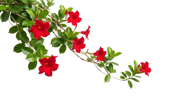 Red mandevilla flowers on a vine isolated on transparent background