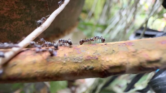 Line of Black Ants Walking Across a Rusty Metal Rod, Macro video frame showing a busy trail of black ants marching sequentially across a textured, rusty brown metal pipe in a garden setting.