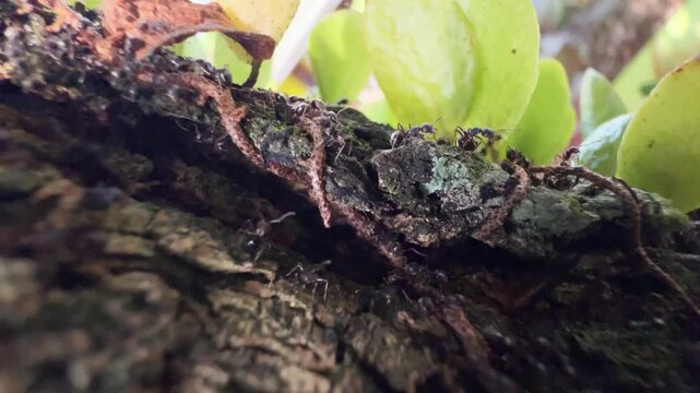 Macro View of Ants Hiding in Deep Tree Bark Crevices, Extreme close-up of tiny black ants navigating through the complex, rugged terrain of dry, cracked tree bark and tangled roots.