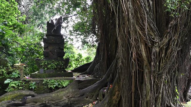Two macaques interact on shrine in Ubud