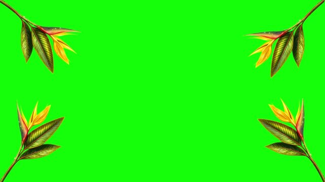 Green and White Flower and Screen on Green Screen Background Horizontal 16-9
