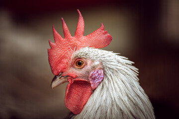Close-up portrait of a white rooster with red comb and sharp eye © Andreea