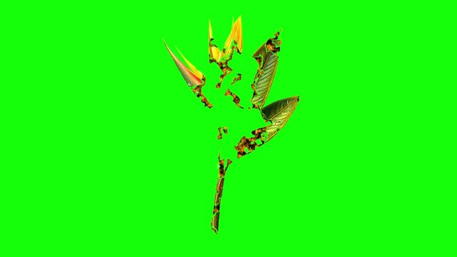 Green, White, Black Bird and Screen on Green Screen Background Horizontal 16-9