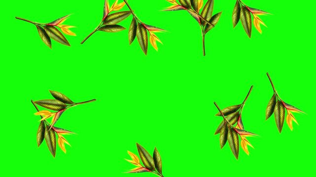 Cartoon Green and Black Car and Man and Character and Bird on Green Screen Background Horizontal 16-9