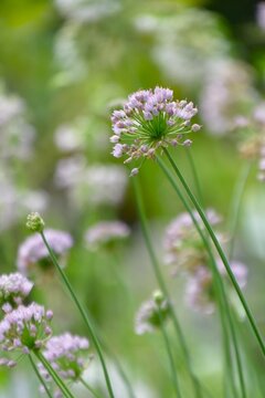 Bee on the purple garlic flower ball in green meadow, wild herb flower and bee background